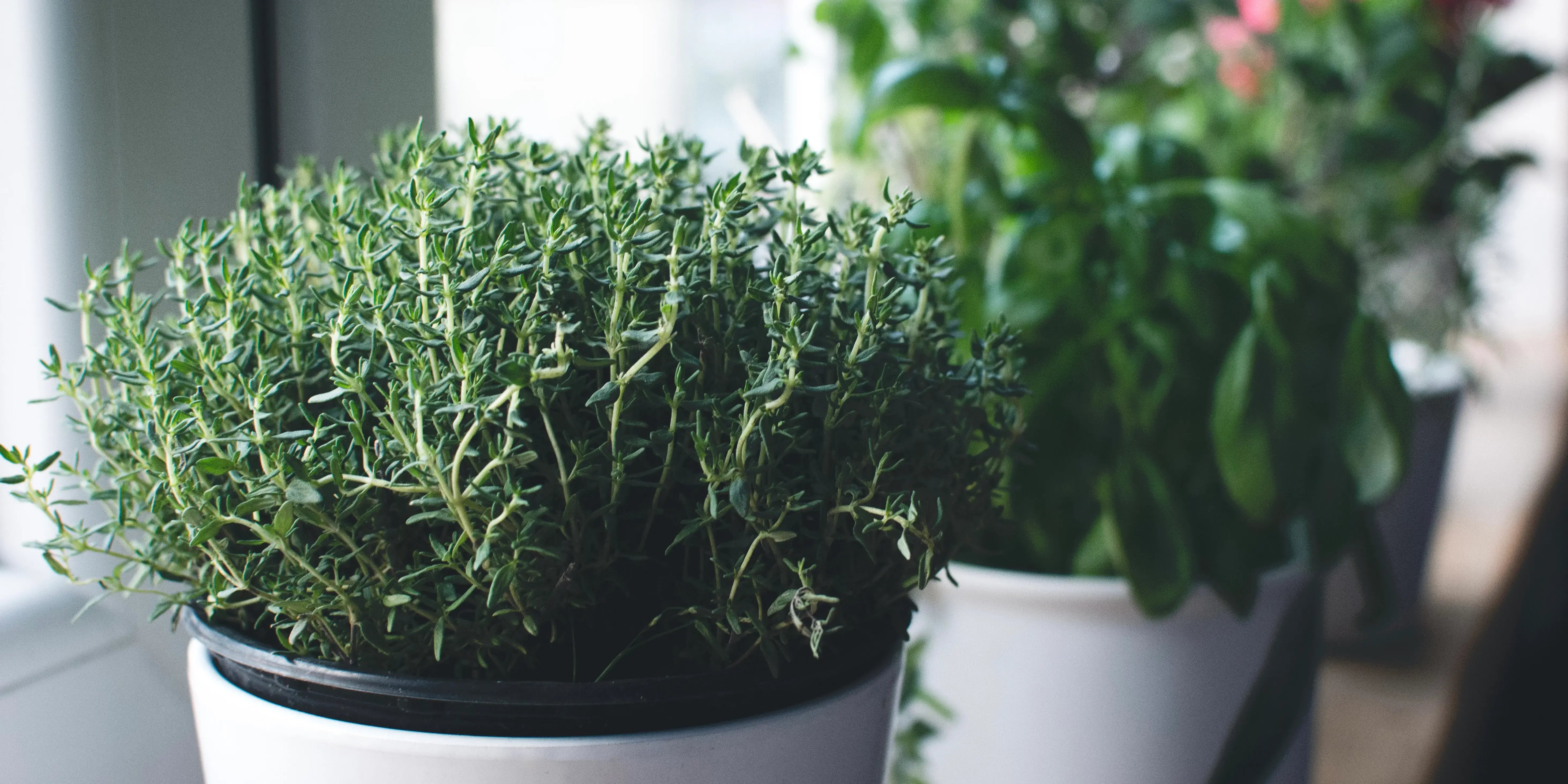 Plantas aromáticas que decoran el interior de una casa. ¿Sabes cuáles son las mejores opciones para ti?