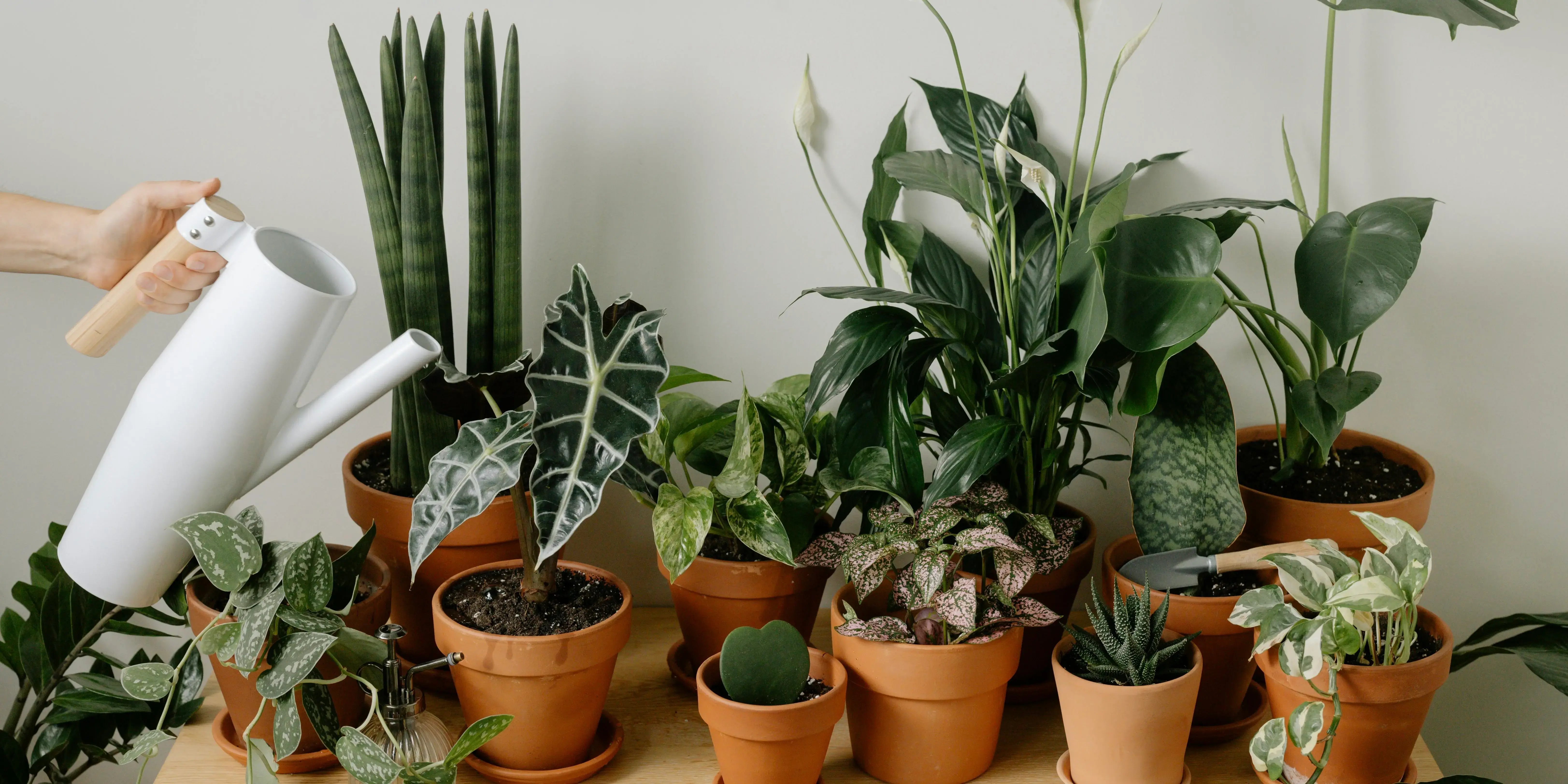 Regando plantas. Plantas que refrescan