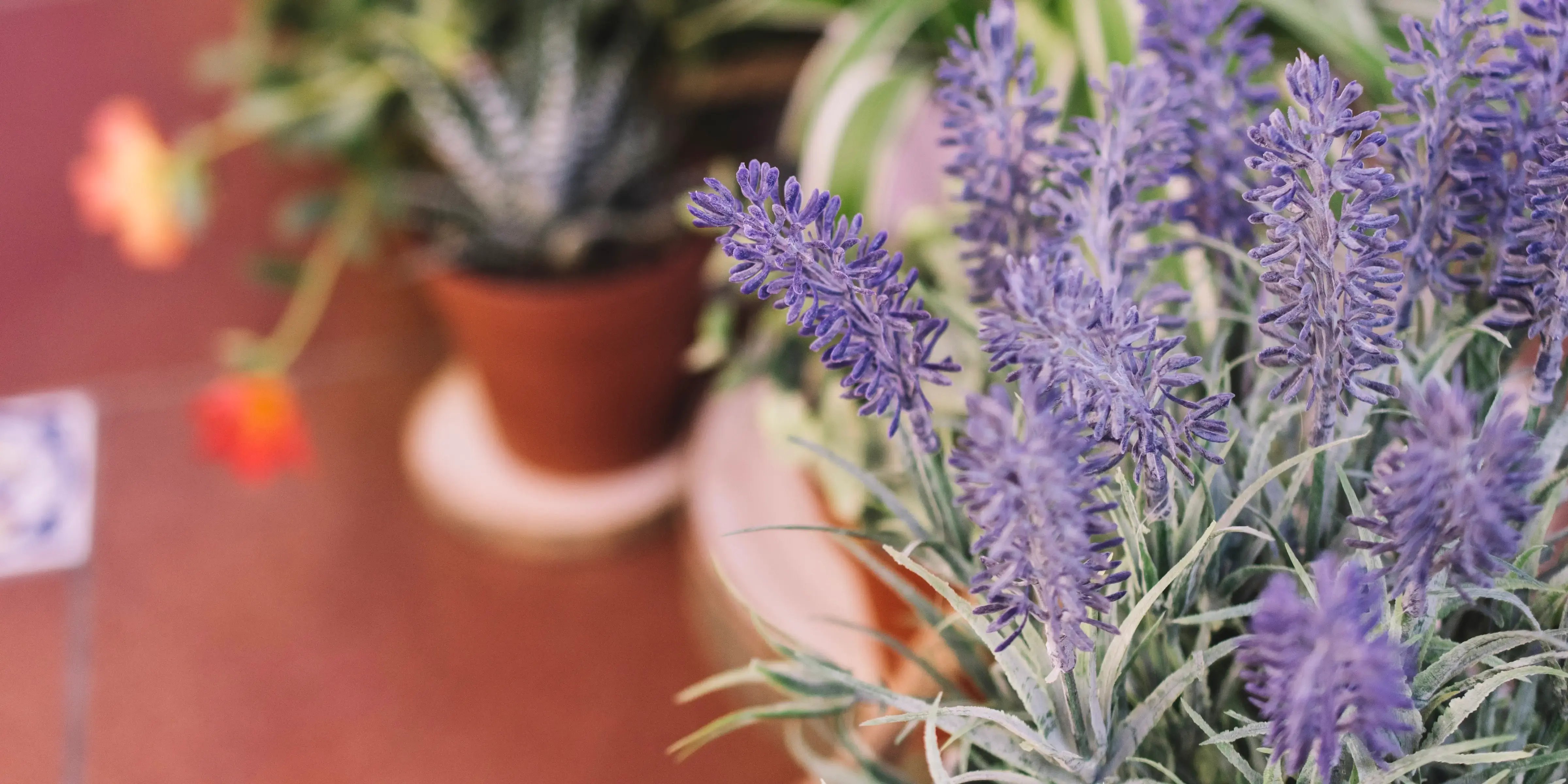 Plantas aromáticas para interiores. Lavanda y otras especies que seguro no conocías