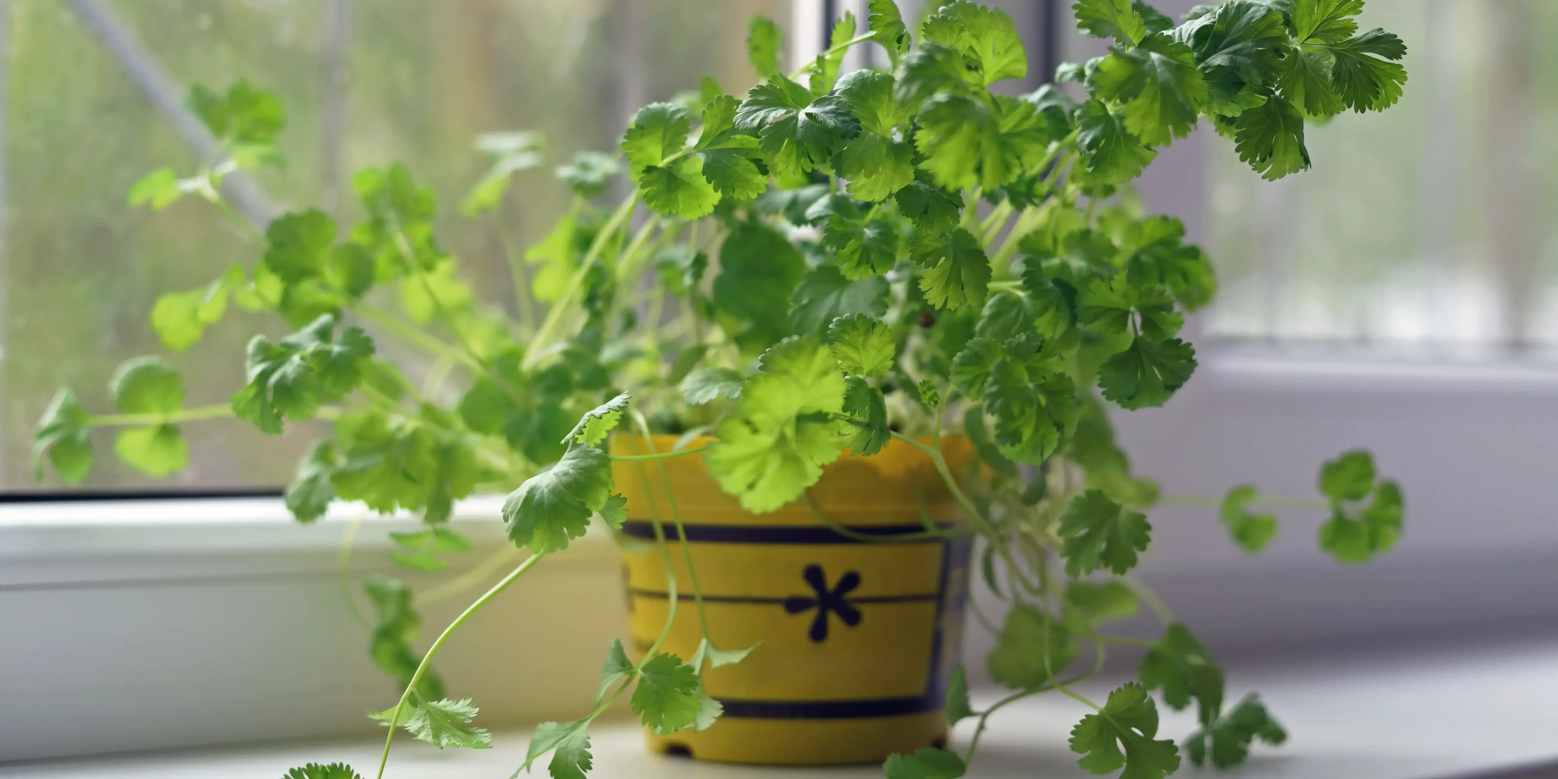 Maceta con cilantro. Huerto en casa