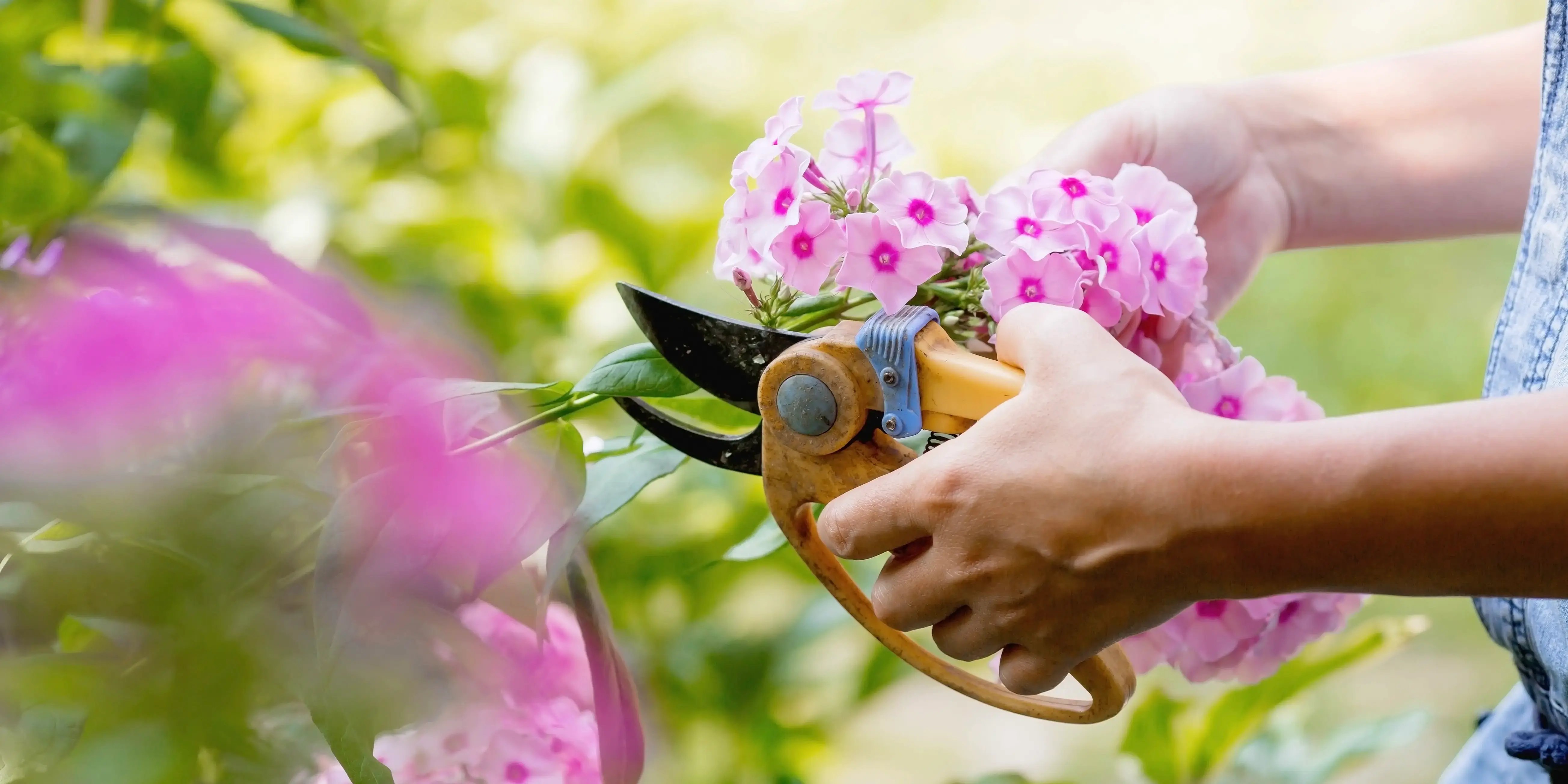 Mujer podando flores. Guía de mantenimiento