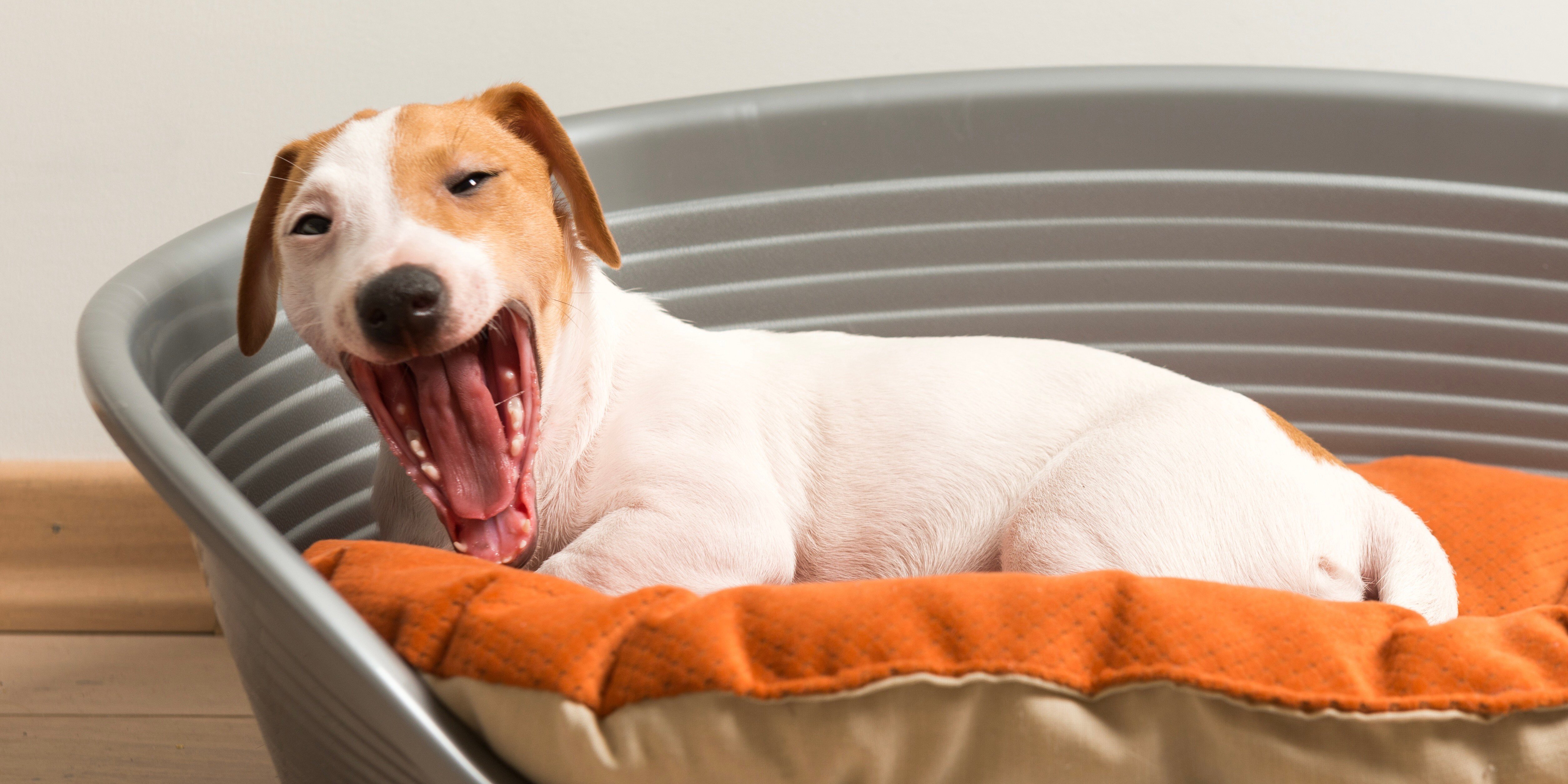 Perro en su cama bostezando. Adaptar tu casa para mascotas