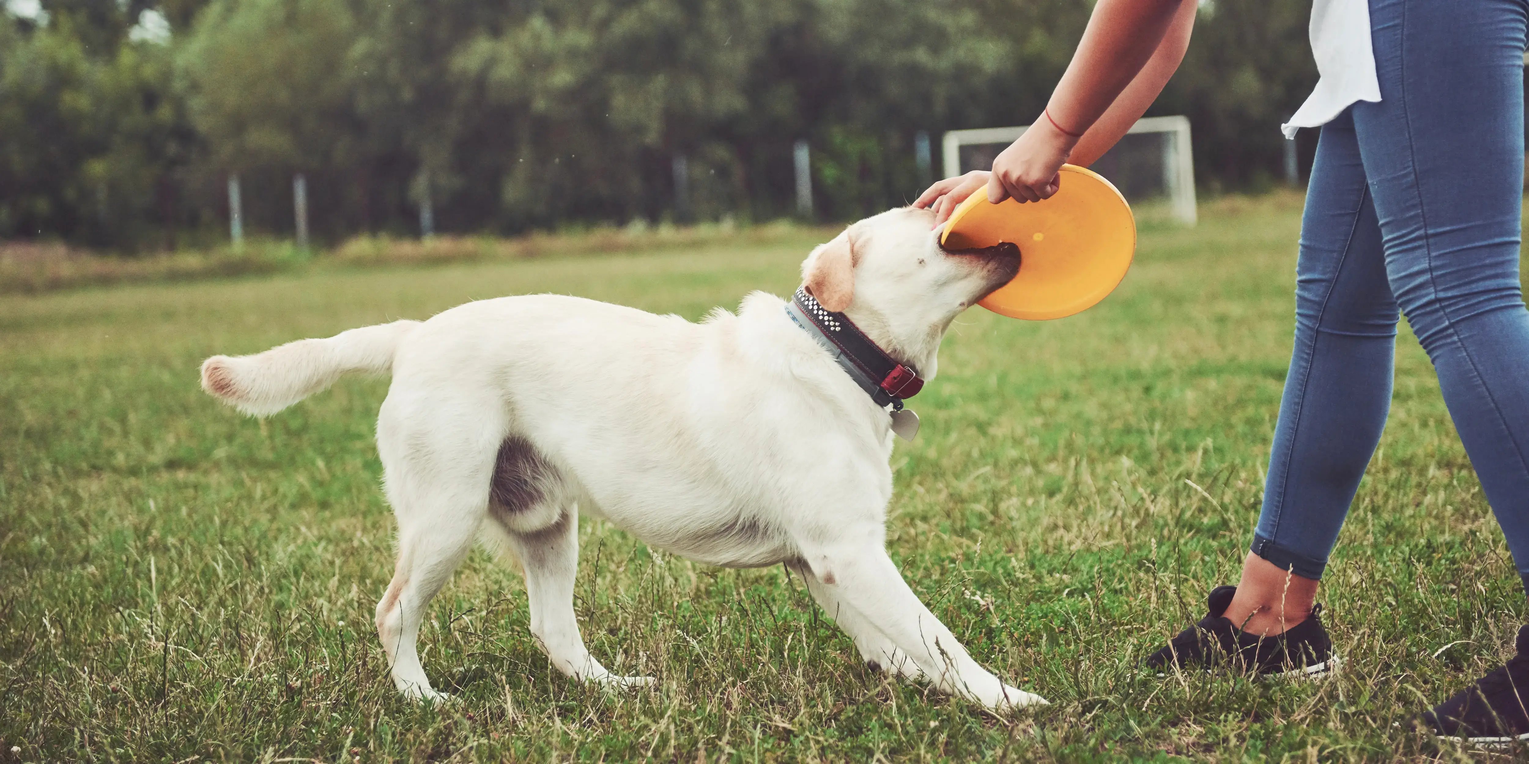 Mujer jugando con un frisbee. Desarrollo pet friendly